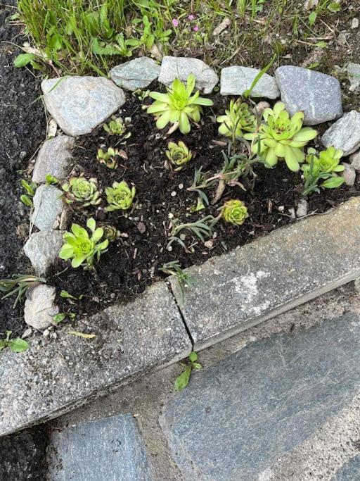 La Casetta Delle Nuvole Mazzo di Valtellina Eksteriør billede